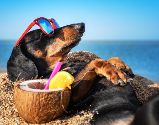 beautiful dog of dachshund, black and tan, buried in the sand at the beach sea on summer vacation holidays, wearing red sunglasses with coconut cocktail